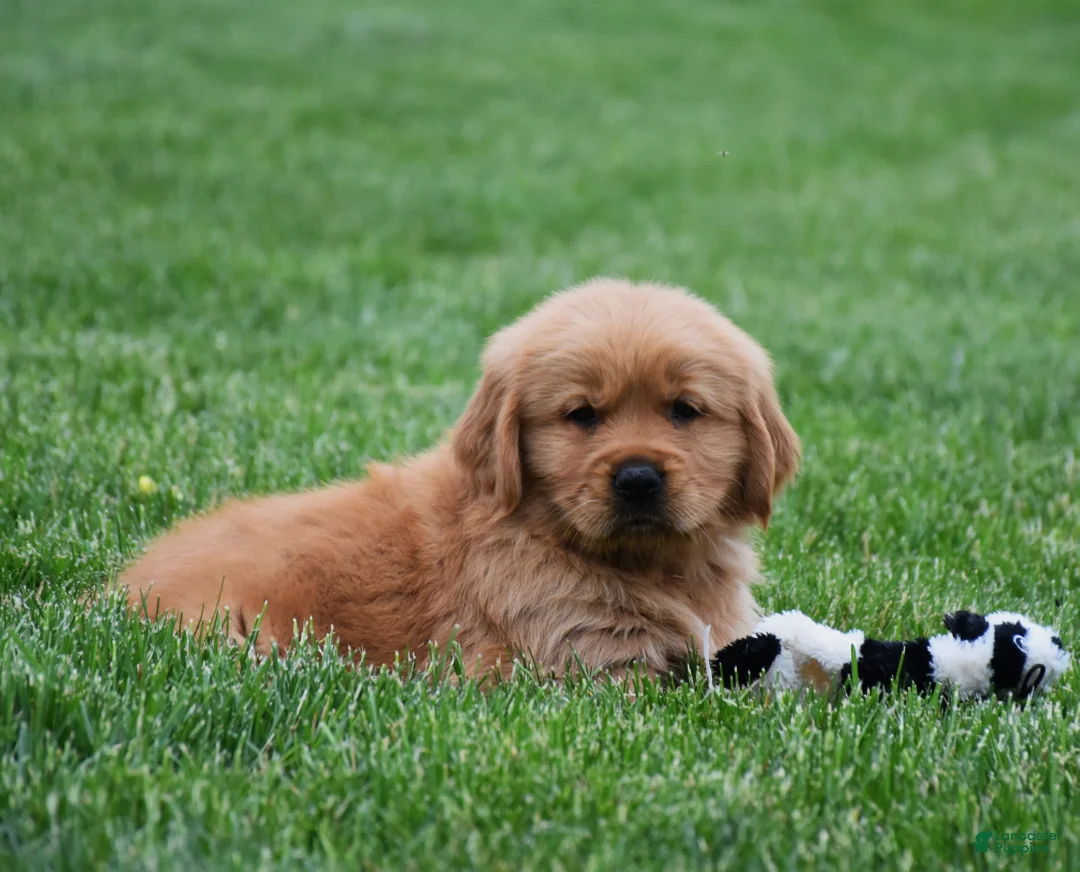 Golden Retriever dogs for sale: Milo - Ad 4