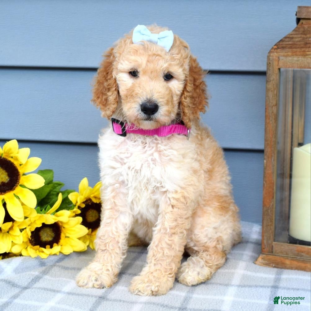 Standard Poodle dogs Maddie - Ad 2