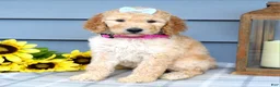 Standard Poodle dogs for sale: Maddie - Ad 2