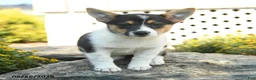 Welsh Corgi Pembroke dogs for sale: Chloe - Ad 3