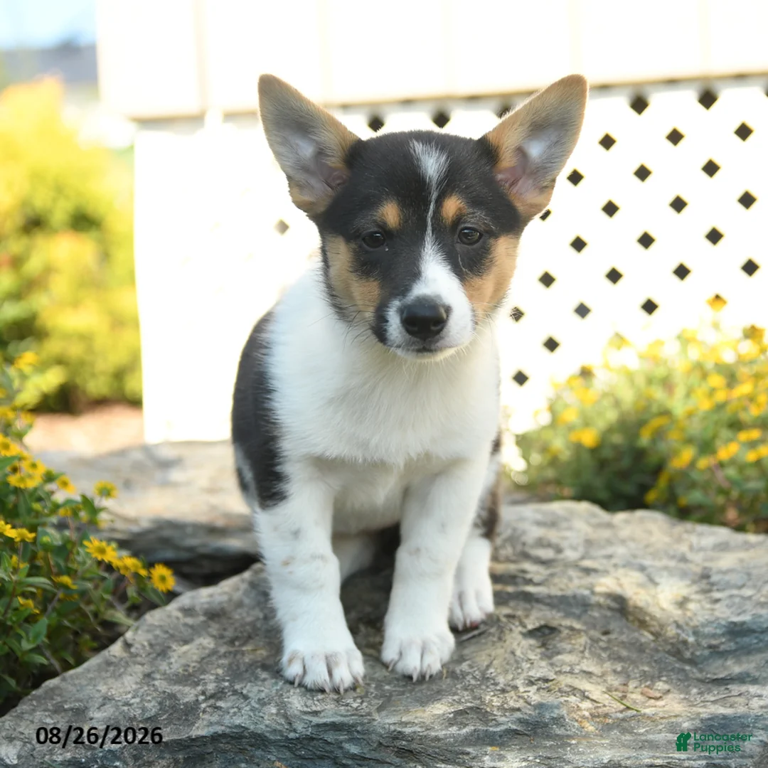 Welsh Corgi Pembroke dogs for sale: Chloe - Ad 3