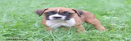 Boxer dogs for sale: Queenie - Ad 9