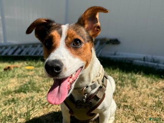 Jack Russell Terrier dogs - Ad 1