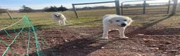 Great Pyrenees dogs for sale: Great Pyrenees Puppy 1 - Ad 4