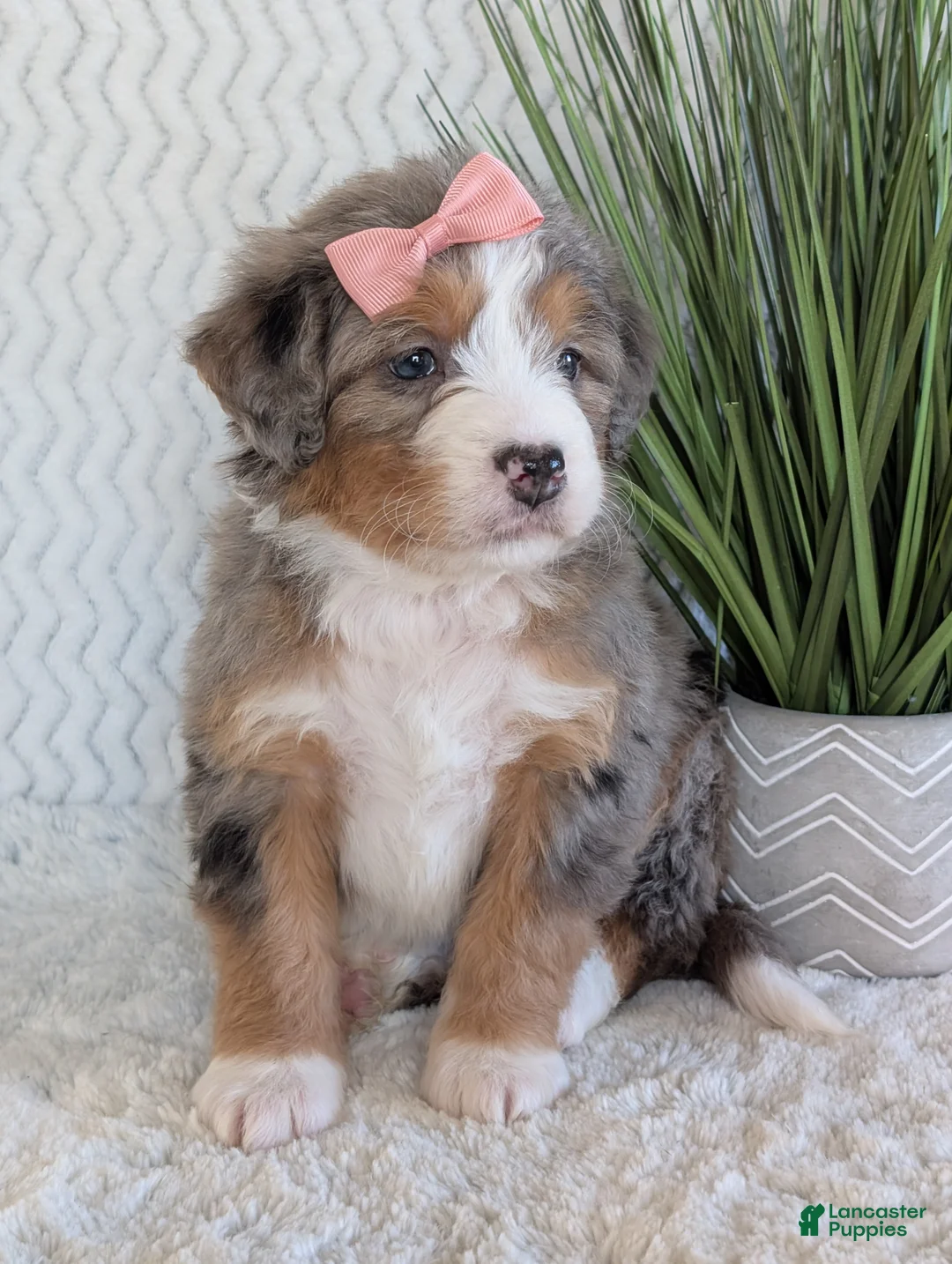 Mini Bernedoodle dogs for sale: Mini Indy  - Ad 24