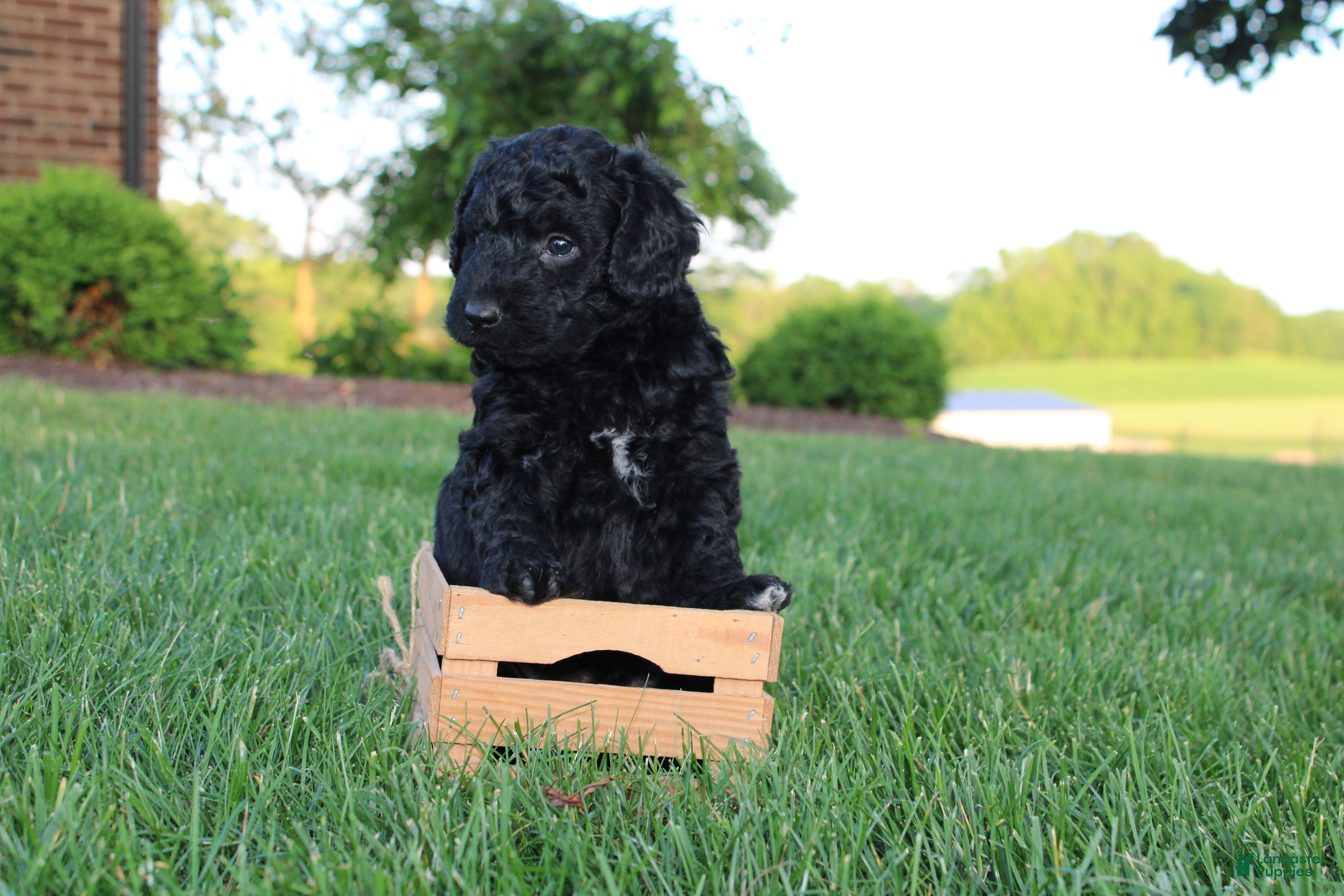 Mini Goldendoodle dogs Charle - Ad 2