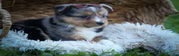 Mixed Breed dogs for sale: Garret💙 - Ad 12