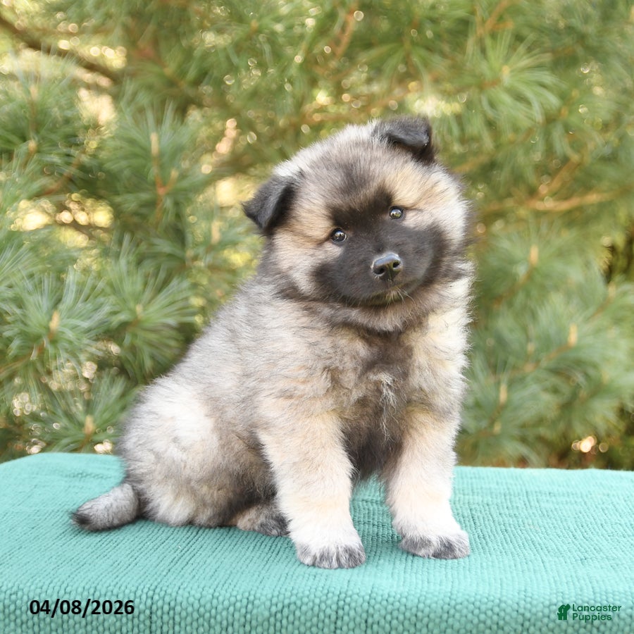 Keeshond dogs Smores - Ad 1