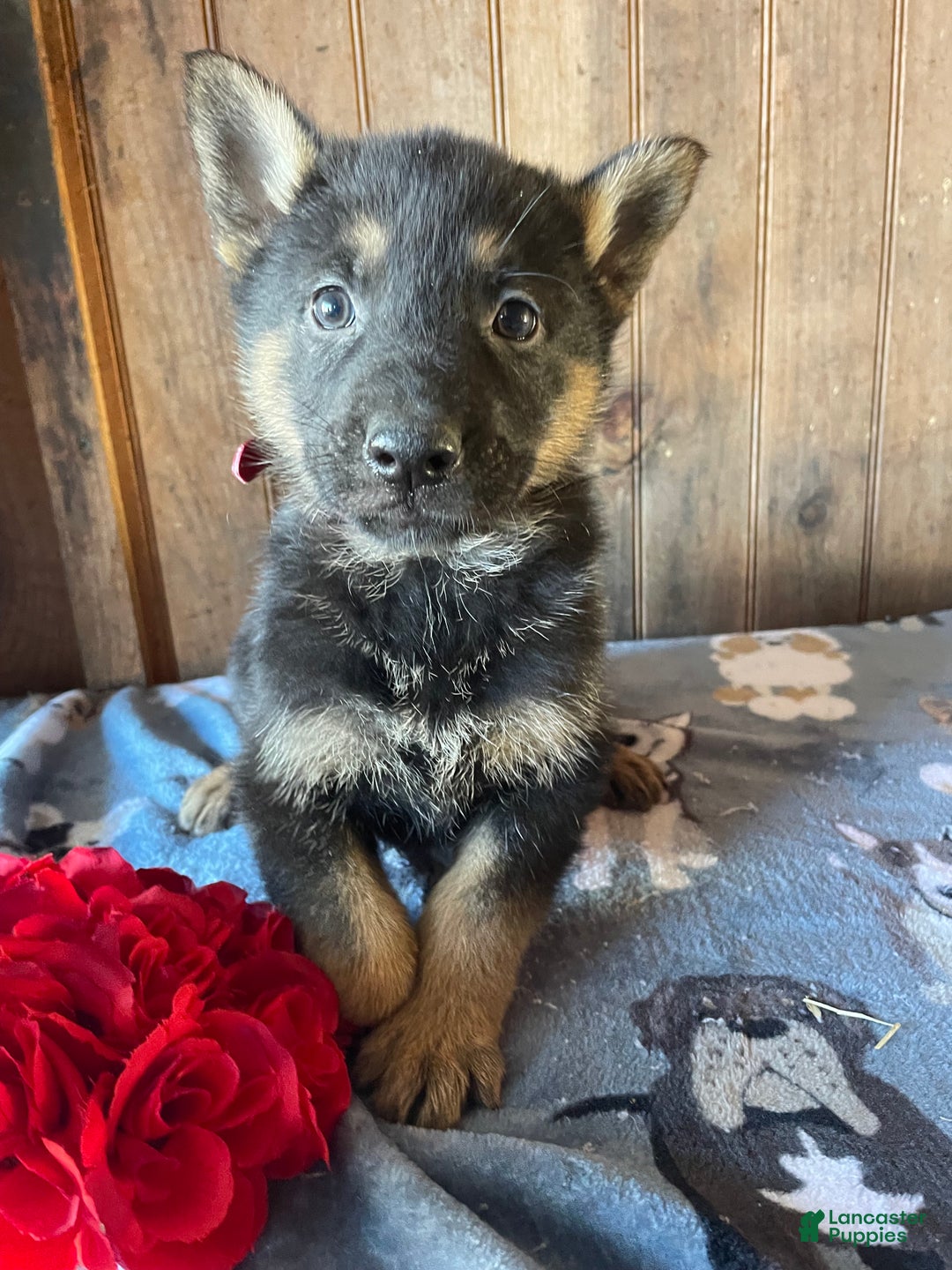 German Shepherd dogs for sale: Jingles - Ad 3
