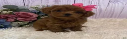 Toy Poodle dogs for sale: Pixie- tiny - Ad 4