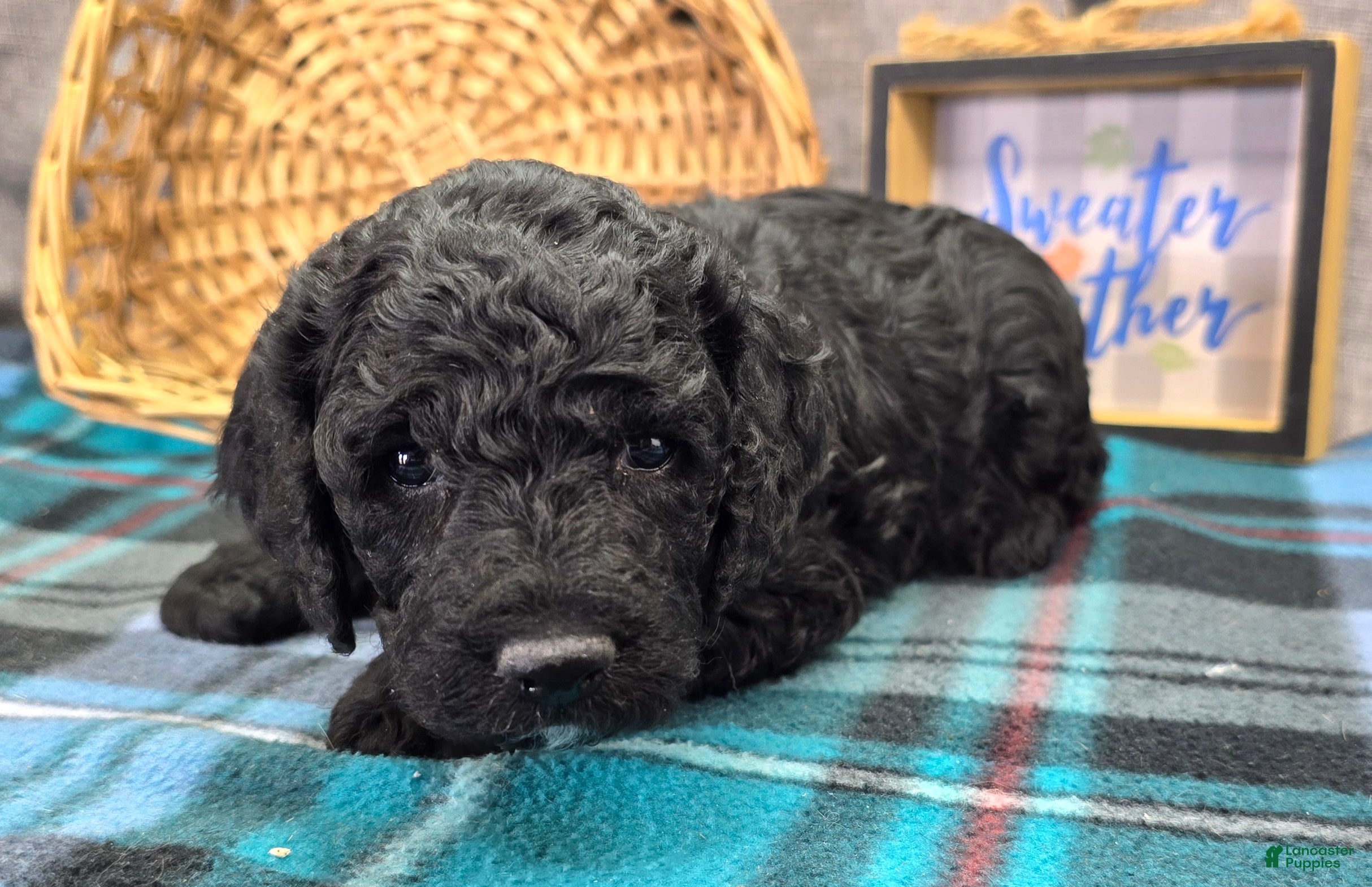 Cockapoo dogs Bell - Ad 13