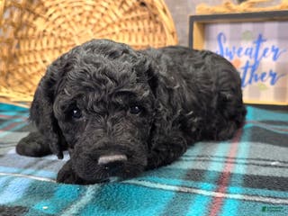 Cockapoo dogs Bell - Ad 13