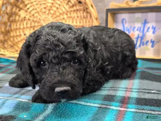 Cockapoo dogs Bell - Ad 6