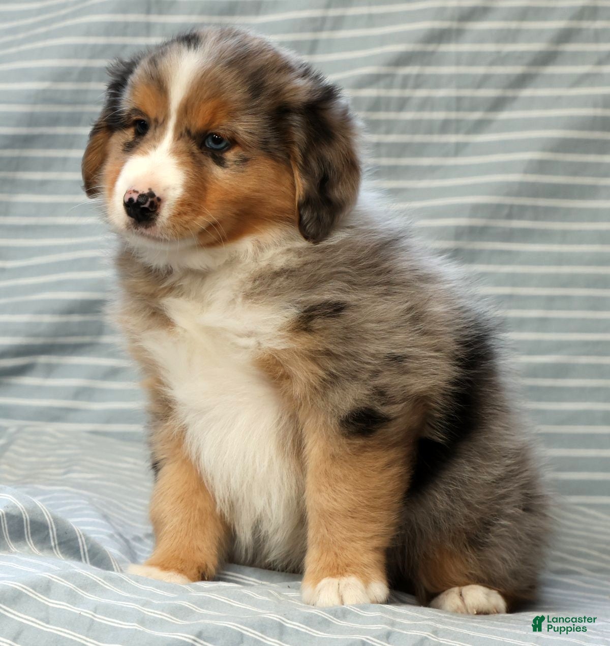 Australian Shepherd dogs for sale: Hunter - Ad 9