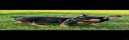 French Bulldog dogs for sale: Marigold - Ad 5