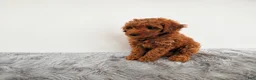 Mini Goldendoodle dogs for sale: Penny - Ad 4