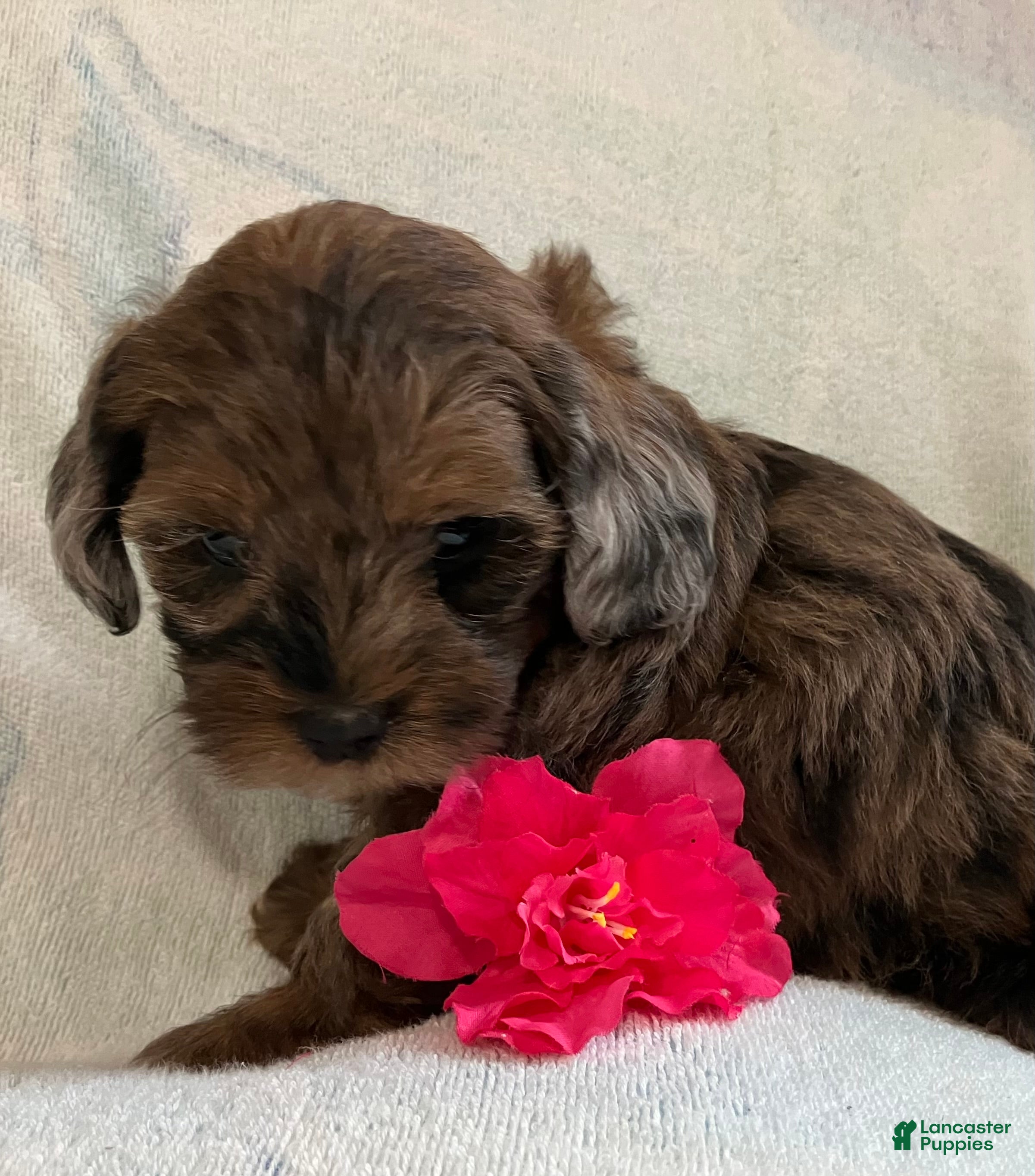 Shihpoo dogs May - Ad 1