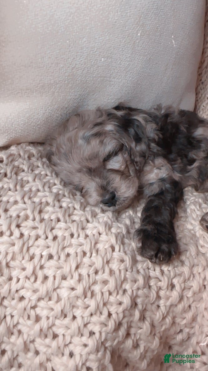 Cavapoo dogs Tucker, A Stunning F1B Cavapoo Boy - Ad 1