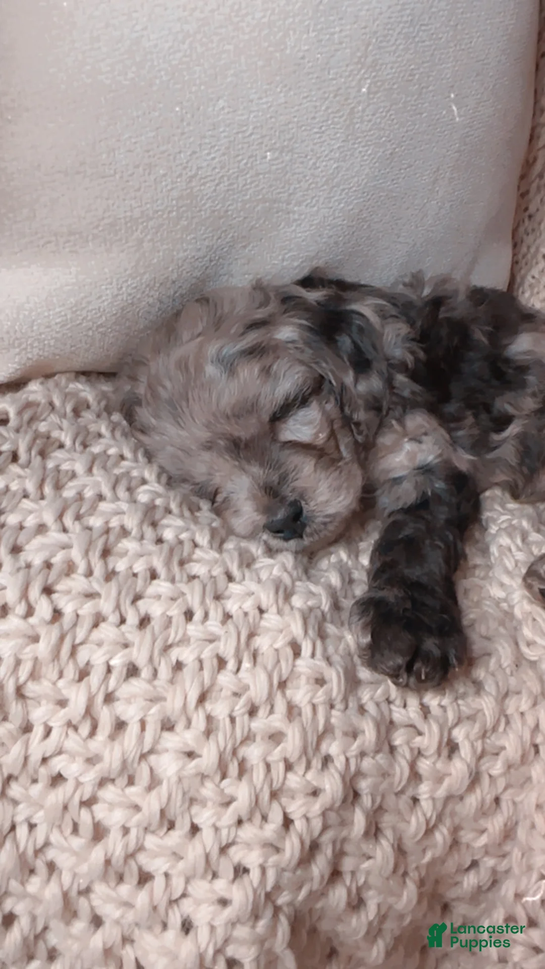 Cavapoo dogs for sale: Tucker, A Stunning F1B Cavapoo Boy - Ad 1