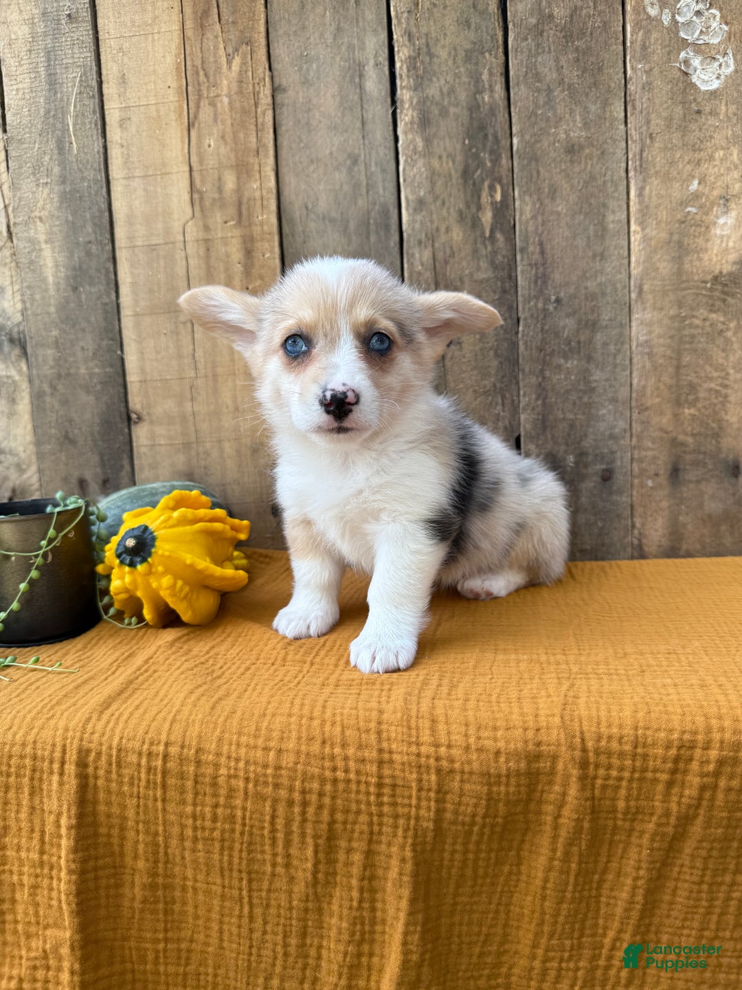 Welsh Corgi Pembroke dogs for sale: Jade - Ad 2