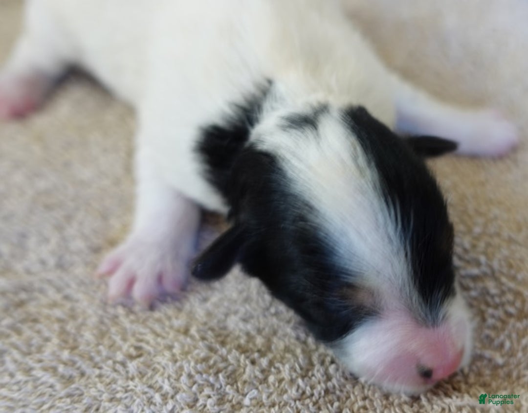 Yorkshire Terrier dogs for sale: Xena exotic parti - Ad 5