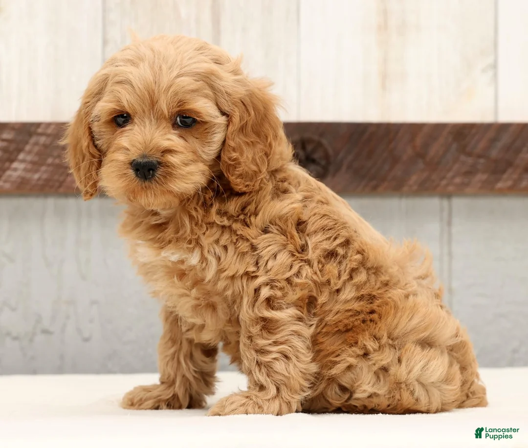 Cockapoo dogs for sale: Harold - Ad 4