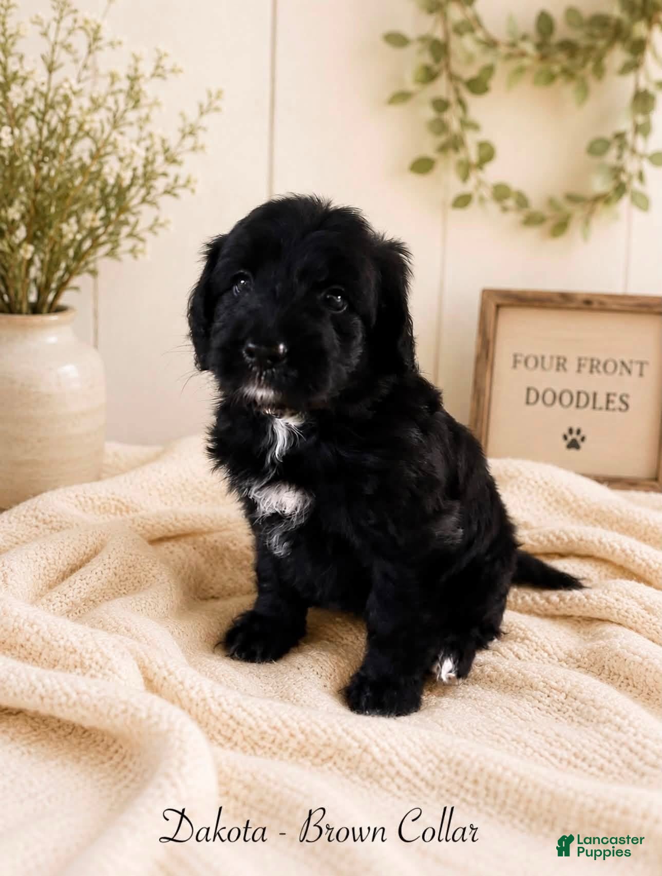 Bernedoodle dogs Bernedoodle 3 - Ad 1