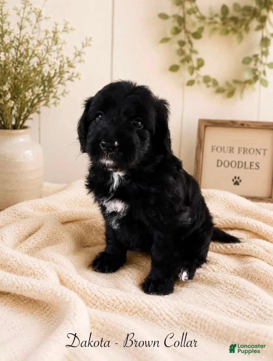 Bernedoodle dogs for sale: Bernedoodle 3 - Ad 1
