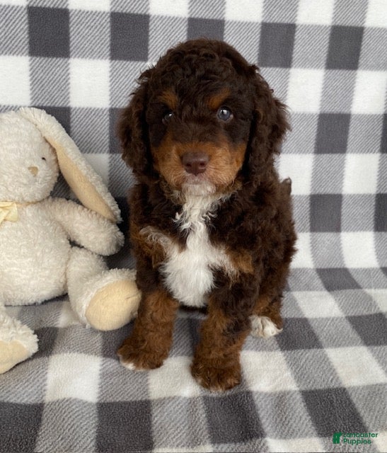 Mini Bernedoodle dogs Pierce - Ad 1