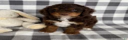 Mini Bernedoodle dogs for sale: Pierce - Ad 1