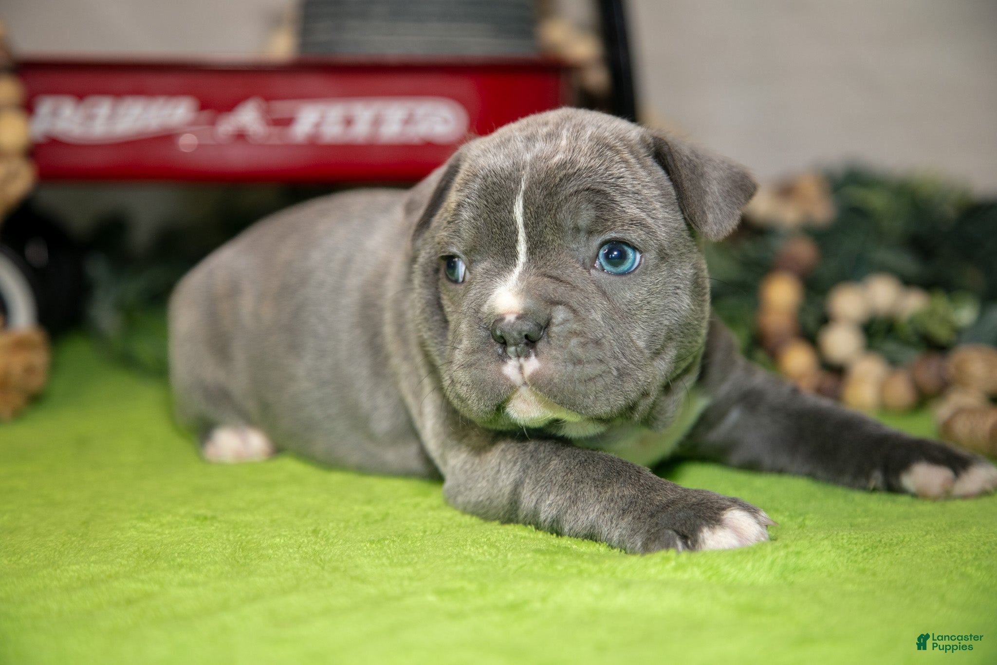 Frenchton dogs Vicky - Ad 1