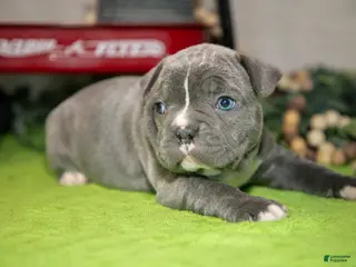 Frenchton dogs for sale: Vicky - Ad 3