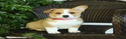 Welsh Corgi Pembroke dogs for sale: Summer - Ad 3
