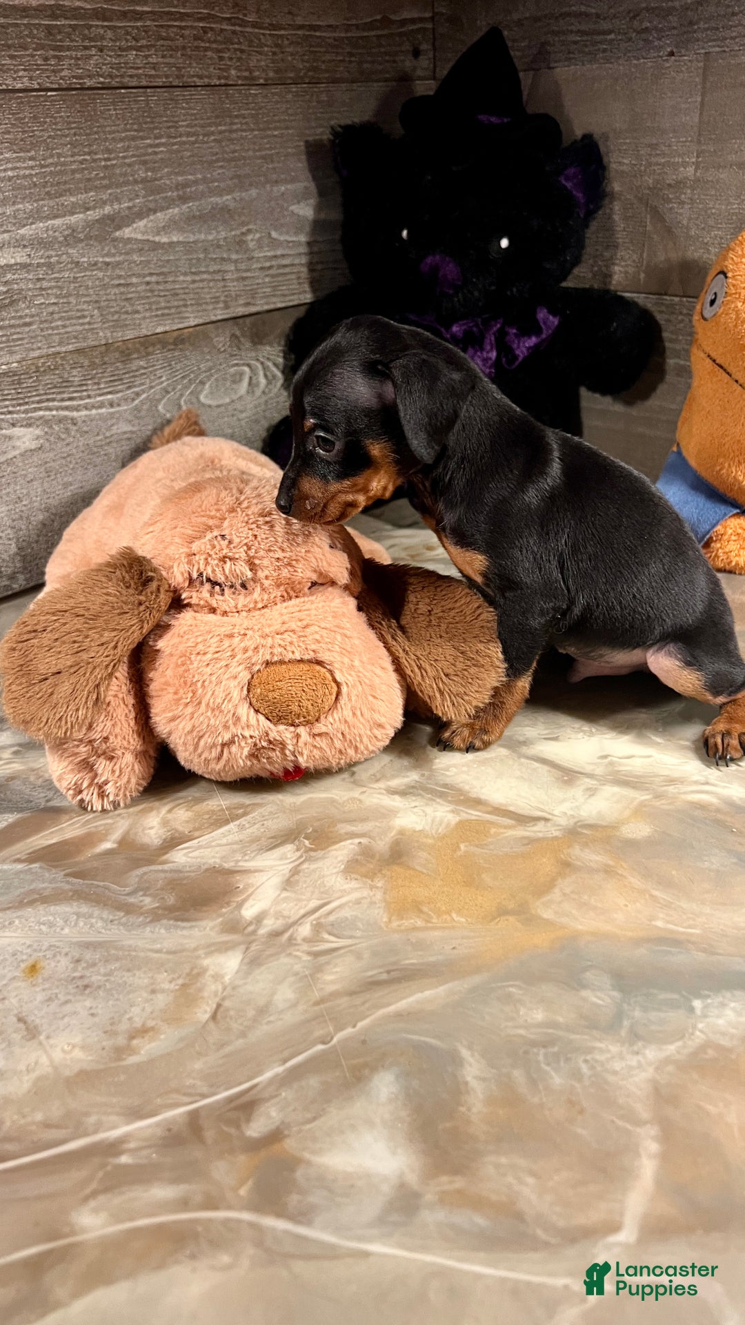 Miniature Pinscher dogs for sale: Brutus - Ad 2