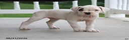 Boxer dogs for sale: Quinton - Ad 8