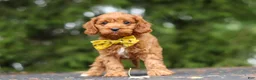 Cavapoo dogs for sale: Jagger - Ad 9