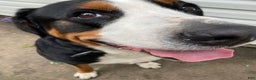 Greater Swiss Mountain Dog dogs for sale: Tinsel Town - Ad 10