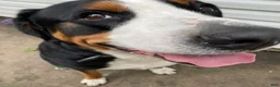 Greater Swiss Mountain Dog dogs for sale: Holly  - Ad 14