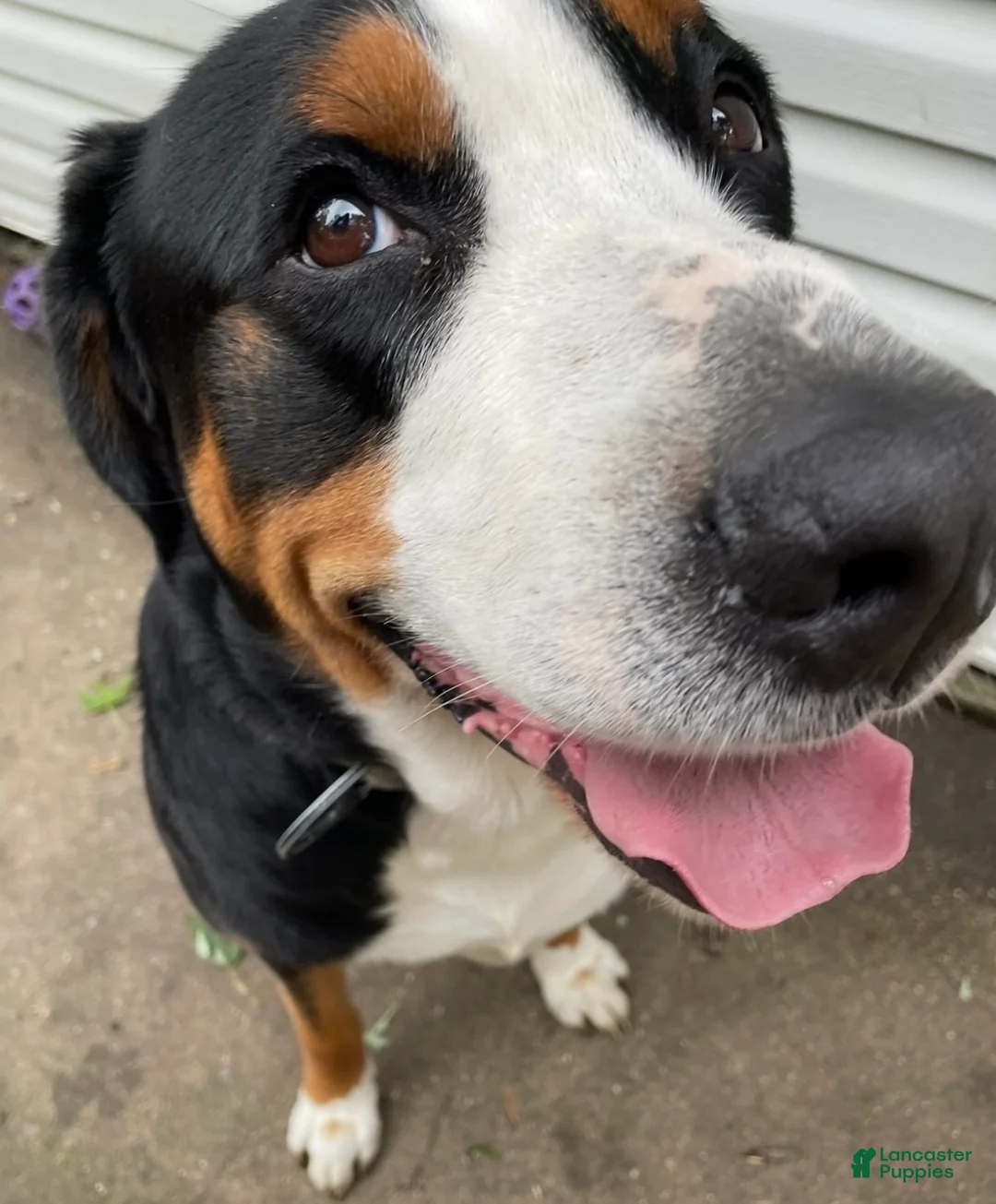 Greater Swiss Mountain Dog dogs for sale: Holly  - Ad 14