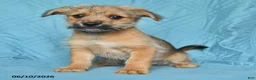 Mixed Breed dogs for sale: Bobby - Ad 2