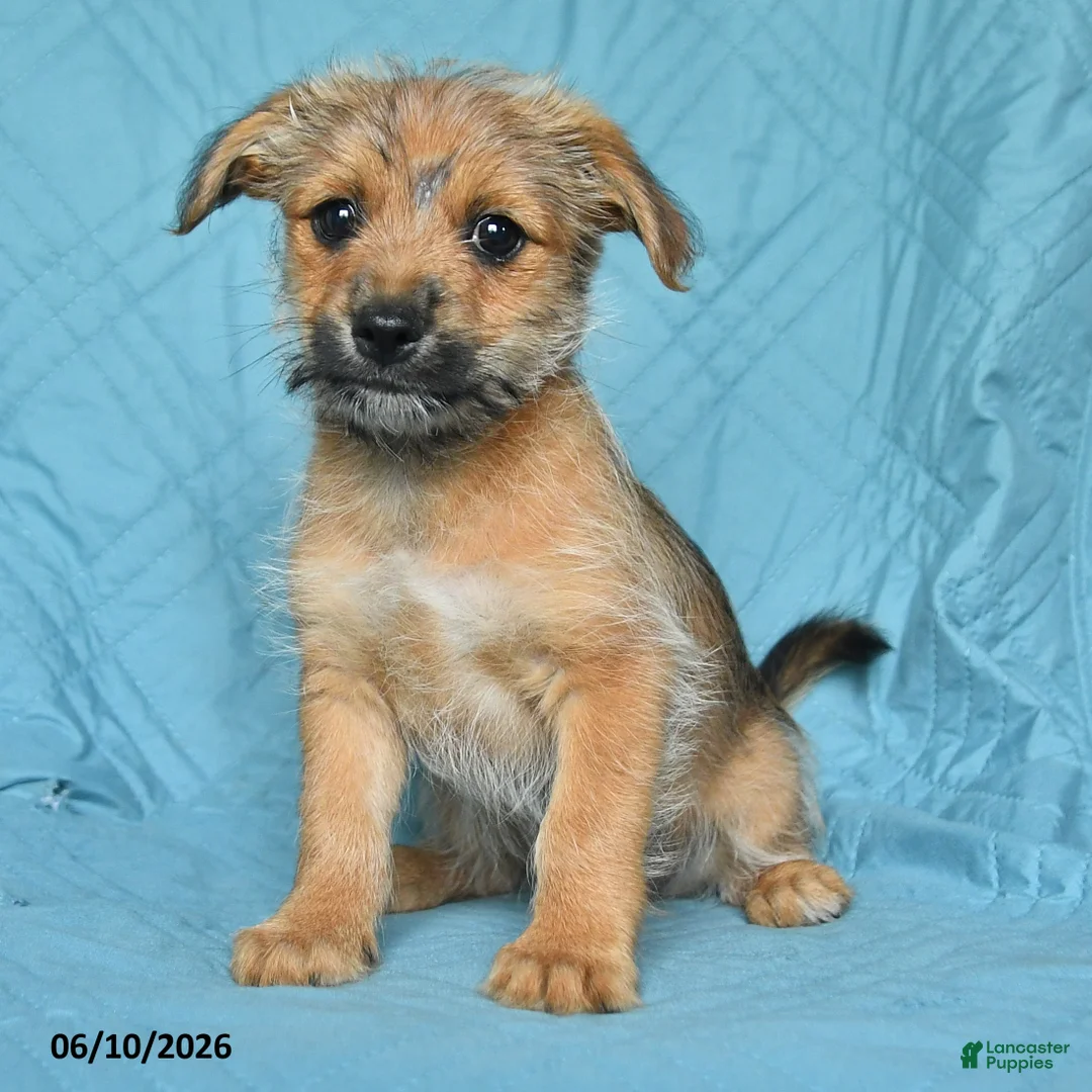 Mixed Breed dogs for sale: Bobby - Ad 2