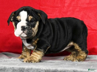 Mixed Breed dogs - Ad 23