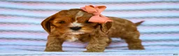 Cavapoo dogs for sale: Esme Cavapoo Pup - Ad 2