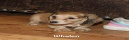 Miniature Dachshund dogs for sale: Whalen - Ad 7
