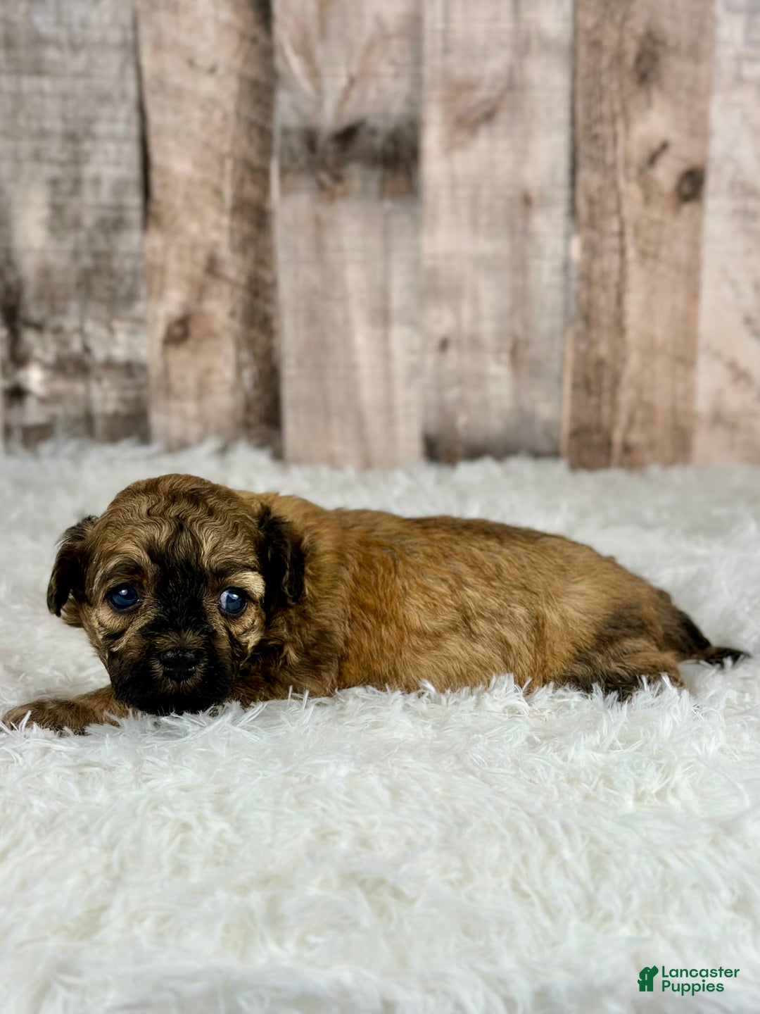 Shihpoo dogs for sale: Girl Shelly - 0191 - Ad 2