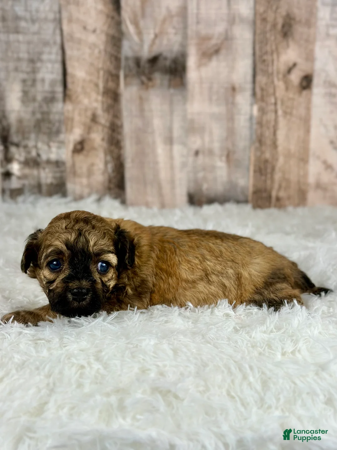 Shihpoo dogs for sale: Boy Snoopy - 0193 - Ad 7