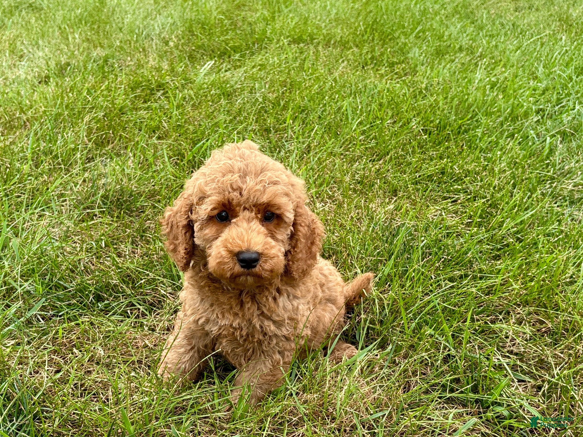 Cockapoo dogs Terrance - Ad 22