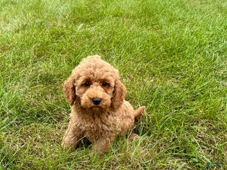 Cockapoo dogs Terrance - Ad 31