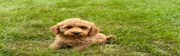 Cockapoo dogs for sale: Terrance - Ad 1