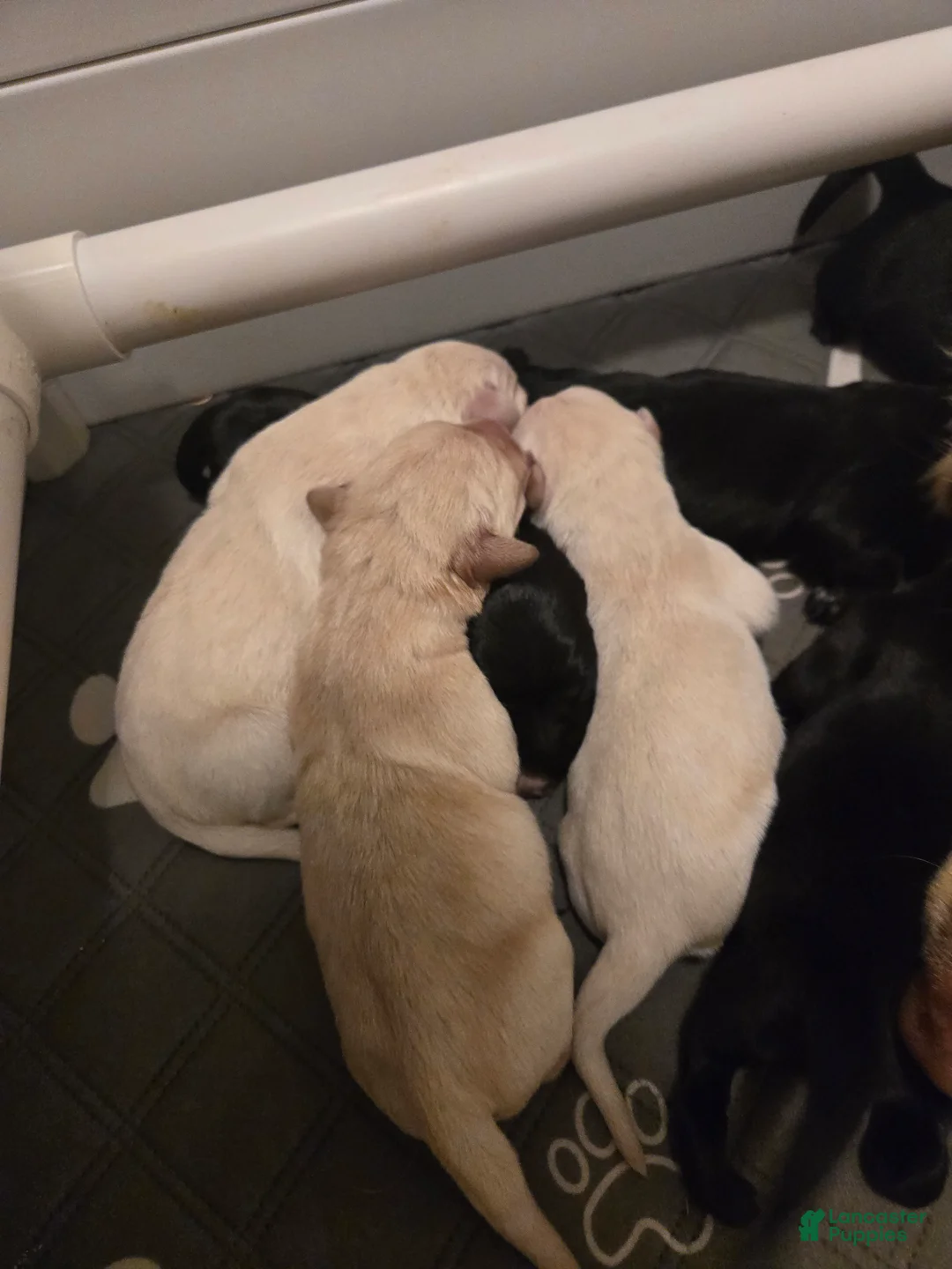 Goldador dogs for sale: Black female #3 - Ad 1